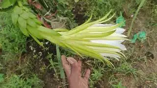 Taiwan mibao dragonfruit #taiwanmibao #dragonfruit #jumbored #isrelyellow #ausigold