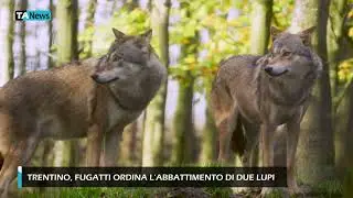 Trentino, Fugatti ordina l'abbattimento di due lupi