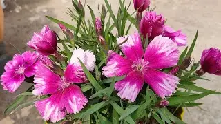 plant lagane ka tips home gardening working # live #garden #plant #tips