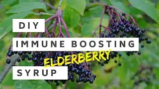 DIY Immune Boosting Elderberry Syrup (Dr. Sebi Approved)