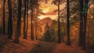 Peaceful Nature Sounds | Relaxing & Soothing Music for Deep Sleep, Study, and Meditation