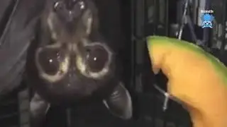 Rescued Spectacled Flying-Fox in care:  this is Dundee