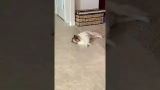Tired???? #papillon #dog #lol #sleeping #cutedog #funny #fyp #shorts #furbaby #cute