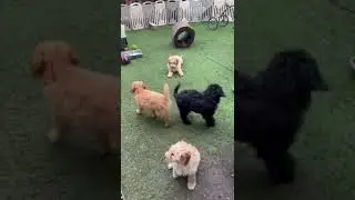 Bordoodles puppies on training