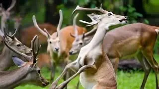 Lion vs Deer: Epic Predator-Prey Clash in the Wild