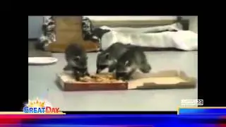 Raccoon Education with the Academy of Wildlife Education and KCWI Great Day