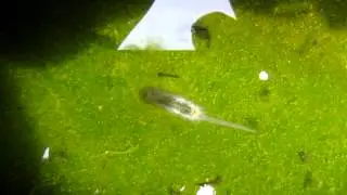 Личинка иловой мухи Eristalis tenax. (Муха пчеловидка, личинка 