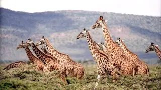 Giraffe video for kids Wild Giraffe adventure wild life fun video for kids