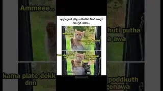 Sinhala funny memes 😂😂 #shorts #sinhalamemes