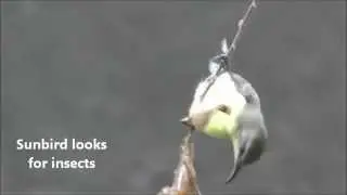 Bird Watching in the City