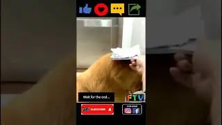The Punishment Wall 😂😂😂 Try not to laugh too hard #Funny #Shorts #Dog #asmr