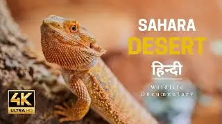 Sahara desert and its wildlife I Desert Biodiversity I Animal Planet I  @EducareScienceSolutions