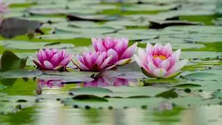 Serene Beauty of Flower Water Lilies on a Tranquil Lake - Relaxing Nature Scene