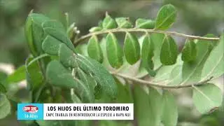 ZONA CERO CANAL /  Los hijos del último Toromiro