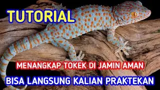 TUTORIAL MENANGKAP TOKEK LIAR TANPA MENYIKSA #GECKOGECKO#TUTORIALMENANGKAPTOKEK#TOKEKRUMAH
