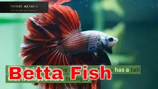 Betta Fish Care || Tips and Tricks for Keeping Your | Fighter | Happy & Healthy || Beginner's Guide