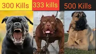 TOP TEN DANGEROUS DOGS IN THE WORLD 