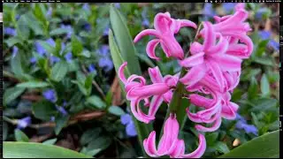 Flower Flow - A Glimpse of Spring