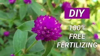 🌿How to Fertilizing 100% Free at Home🌸