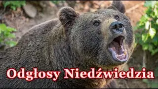 Odgłosy Niedźwiedzia - Ryk niedźwiedzia