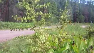 Skunk Cabbage/False Hellebore-Veratrum californicum var. californicum