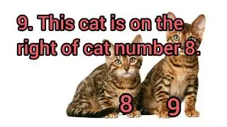 How to Pronounce This cat is on the right of cat number 8 in American English