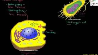 Cellular Organization, Biology Lecture | Sabaq.pk |