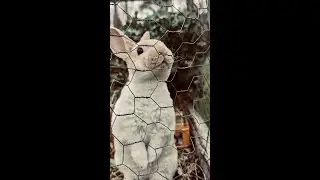 A day in the life of a busy bunny rabbit