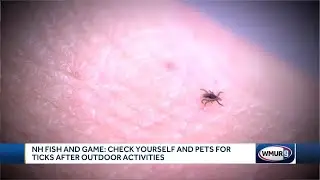 NH Fish and Game: Check yourself, pets for ticks after outdoor activities