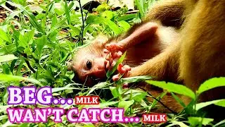 FALL BEG...WAN CATCH WANT GET ! Rose not understand my feeling | REX hope mom hug give milk.