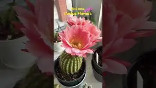 Ready for PINK cactus flowers? The Gift of Change #shorts