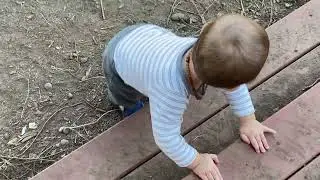 Baby going down the stairs to play with dogs