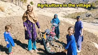 Father and Son Farming in Daikundi, Afghanistan | Traditional Village Life 🌾