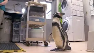 CityStream: Advanced medical treatment for Woodland Park Zoo's aging animals