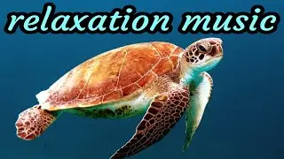 Relaxation music. Diving.  Scuba.  Fur seal.  Starfish.  Corals.  Reefs.  Sea bottom.  Sand.  Ship.
