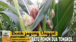 Jagung Pioneer P35 Usia 50 HST sudah berbuah