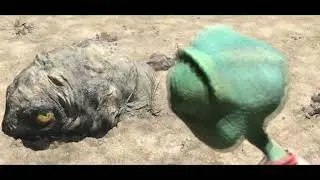 Rango Review - Confused Matthew