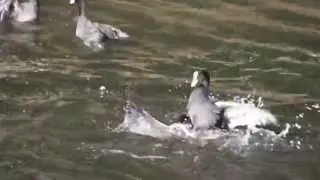 coot fight 2012 - part 2 by Ani Male