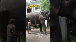 Elephant/#elephant #templefest #temple #aanakotta #guruvayoor #guruvayoortemple #guruvayoor