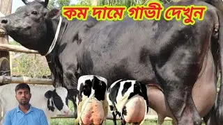 @আজ ২৯/১২/২০২৫/ সীমিত দামে ১৮-৩০ লিটার দুধের গাভী দেখুন। 