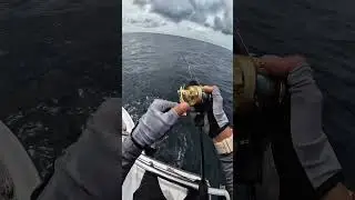 Bigeye Trevally atau digelar Cupak #fishing #fishingvideo #fishingworld #jigging
