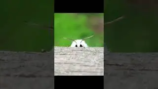 This video will CURE your FEAR of BUGS 🐛
