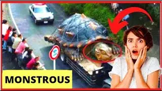 8 Giant and Rare Animals of Their Species   World's Greatest Curiosities