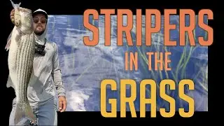 Susquehanna Flats: Summertime Bass and Stripers in the Grass