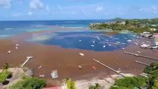Mad'In Drone - Sargasses Martinique Mai 2015