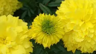 Yellow flowers pics collection/Yellow Flowers/Beautiful Flower Images Pics Photos/slideshow#shorts