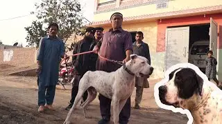 Pakistani Bully 2 Dogs Pakistani 2 Bully Kutta