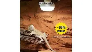 Basking Light for Reptiles Review: Is This 2-Pack 100W UVA Heat Lamp Worth It?