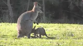 Red-Necked Wallaby and Joey