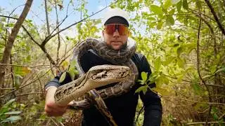 Catching Giant Pythons in the Everglades